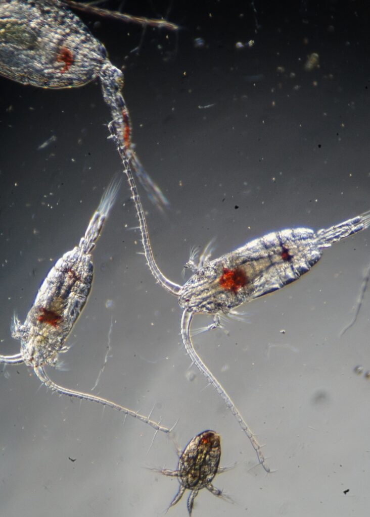 Copepods under the microscope.