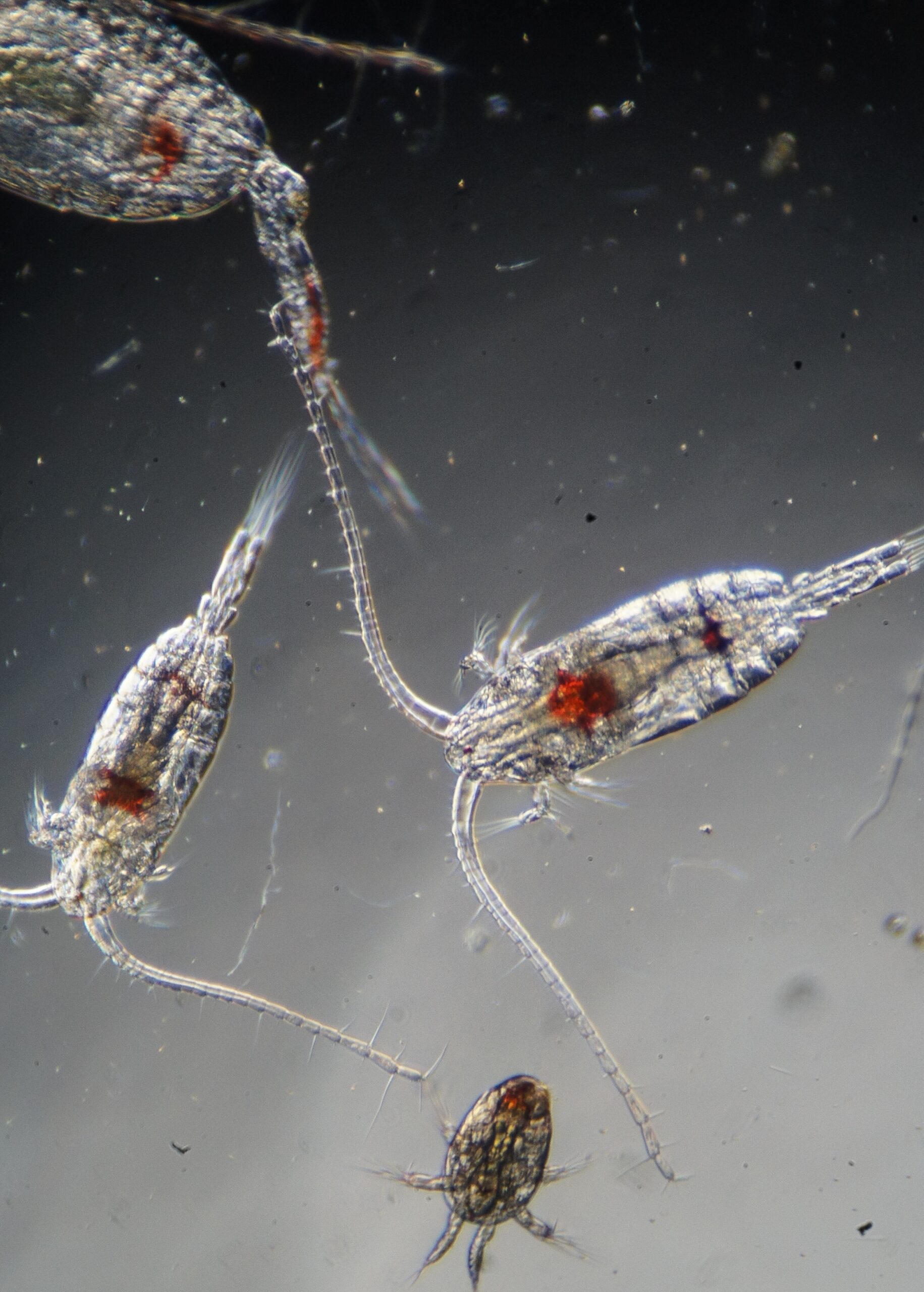 Copepods under the microscope.