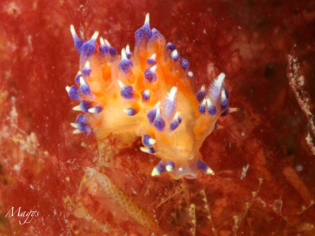 Close up photo of a nudibranch seaslug at Lundy. Photo by Maggs Ashton