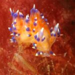 Close up photo of a nudibranch seaslug at Lundy. Photo by Maggs Ashton