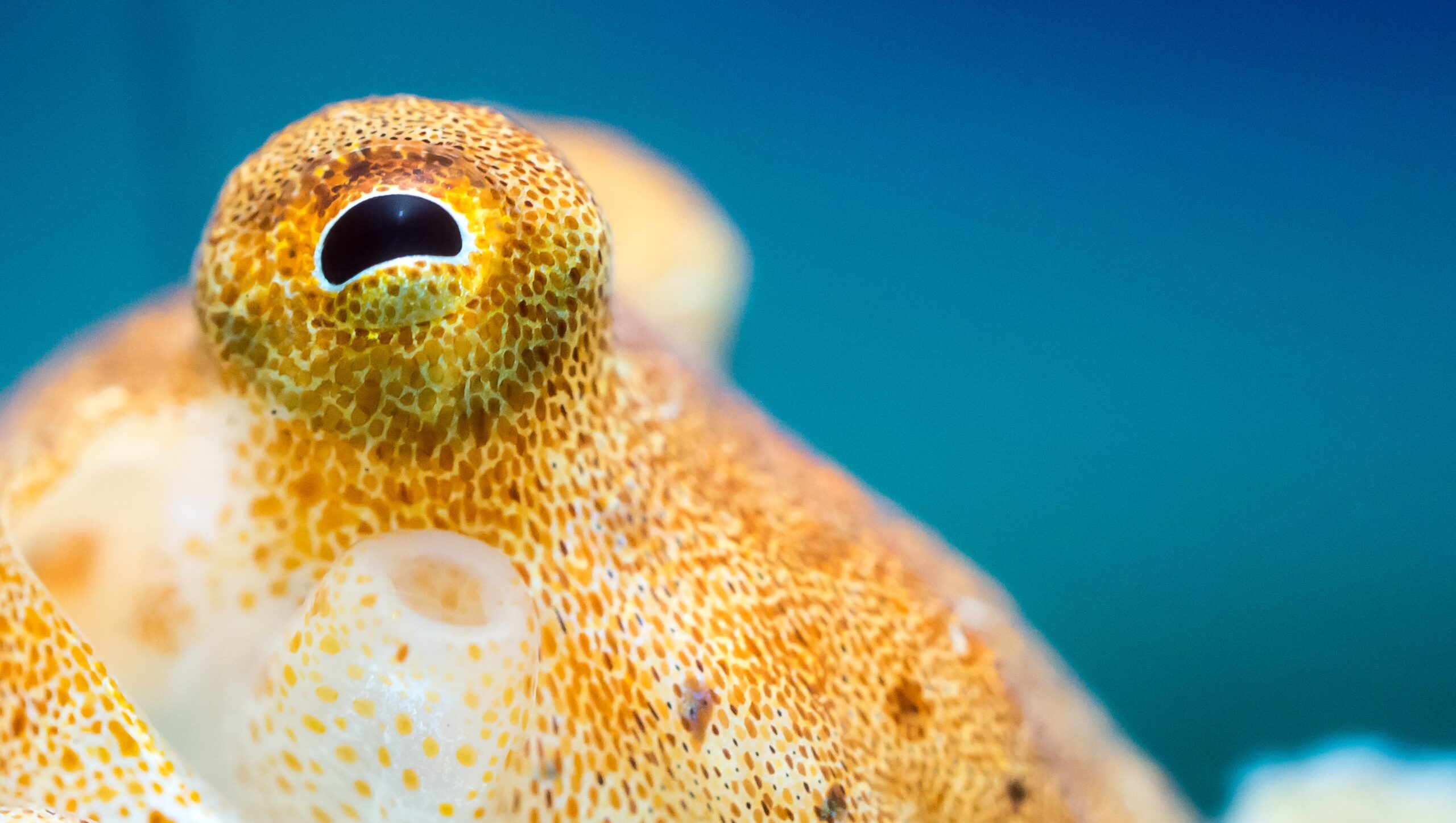 Octopus Close up of Octopus eye