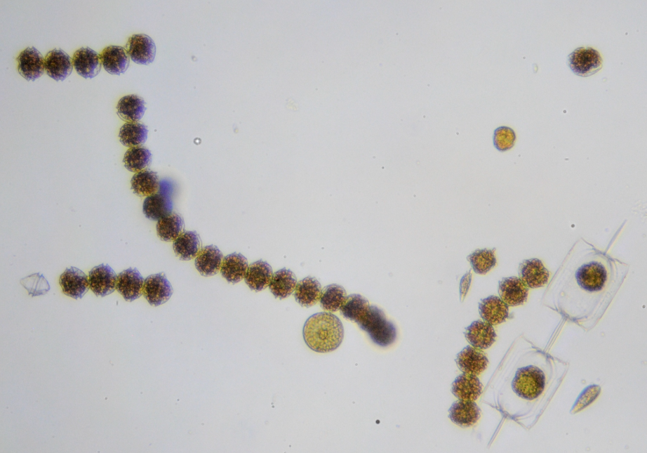 Alexandrium catenella. (c) Sarka Martinez