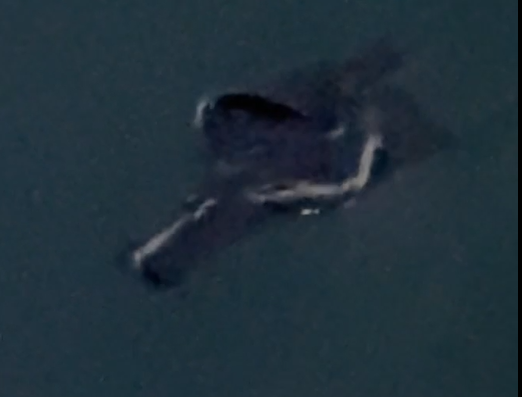 Black se hare looks like a shiny winged alien in the water.