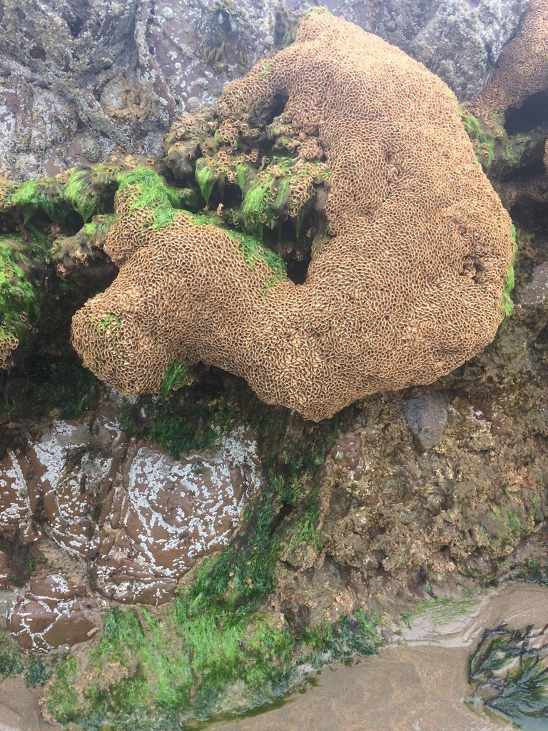 Sabellaria alveolata, looks like a lumpy brown sponge with multiple tiny holes, attached to rocks and with algae and sand.