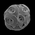 ‘Scanning electron micrograph of the coccolithophore Coccolithus braarudii’ Image credit: Charlotte Walker