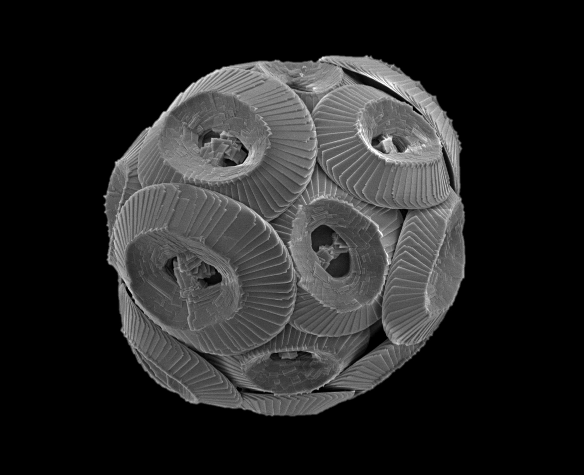 ‘Scanning electron micrograph of the coccolithophore Coccolithus braarudii’ Image credit: Charlotte Walker