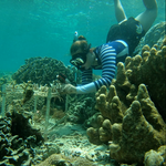 MBA Postgraduate Member Molly Blyth on coral reef research. Photo by Molly Blyth